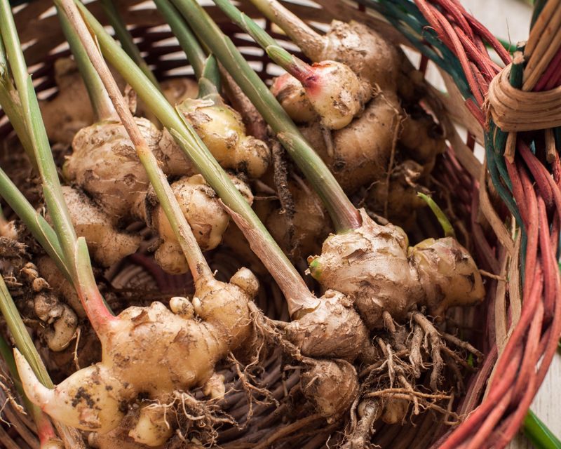 Ginger extract can reduce the amount of inflammation across our entire body