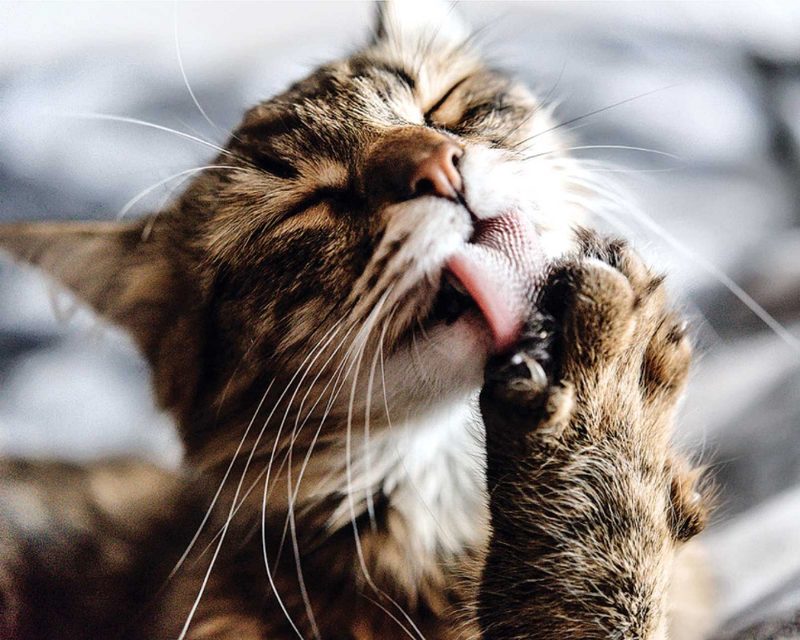 Japan: A cat grooming itself means someone is on the way